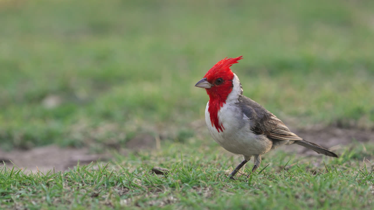 vista a nivel de los ojos de un cardenal de cresta roja en un parque en buenos aires, argentina