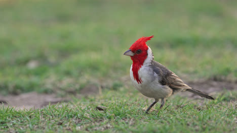 eye level view of a red-crested cardinal on a park in buenos aires, argentina