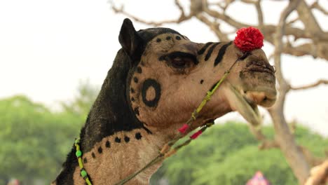 camels in slow motion at the pushkar fair, also called the pushkar camel fair or locally as kartik mela is an annual multi-day livestock fair and cultural held in the town of pushkar rajasthan, india.