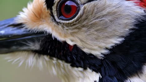 close-up of a woodpecker's head