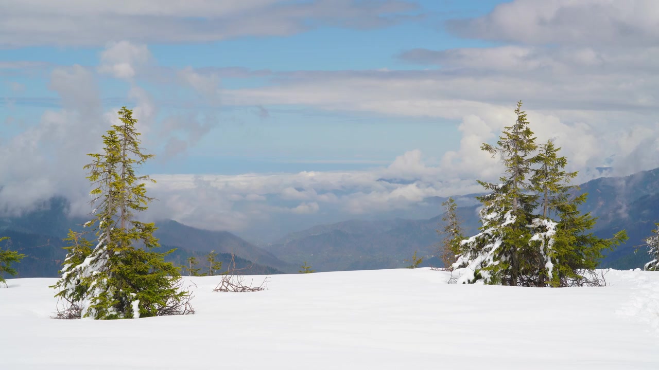 Paesaggio montano innevato con pini e vista su una valle distante