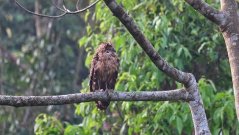 seen perched on a branch early in the morning then shakes its feathers to get rid of moist from its body collected during the night hunt, buffy fish-owl ketupa ketupu, thailand