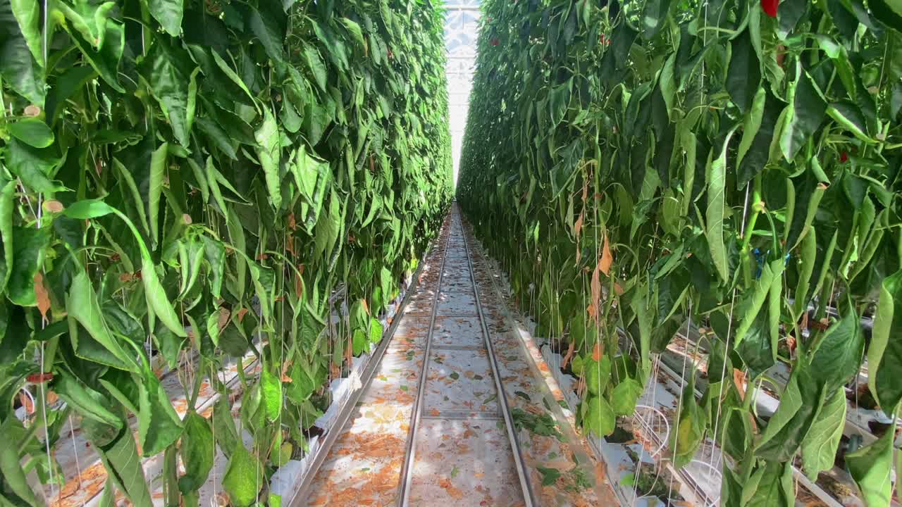 invernadero hidropónico comercial que cultiva pimientos y verduras en hileras altas