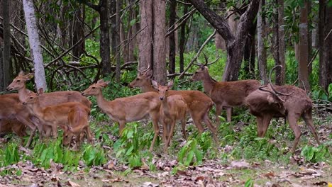 El-Ciervo-Del-Campo-Es-Una-Especie-En-Peligro-De-Extinción-Debido-A-La-Pérdida-De-Hábitat-Y-La-Caza