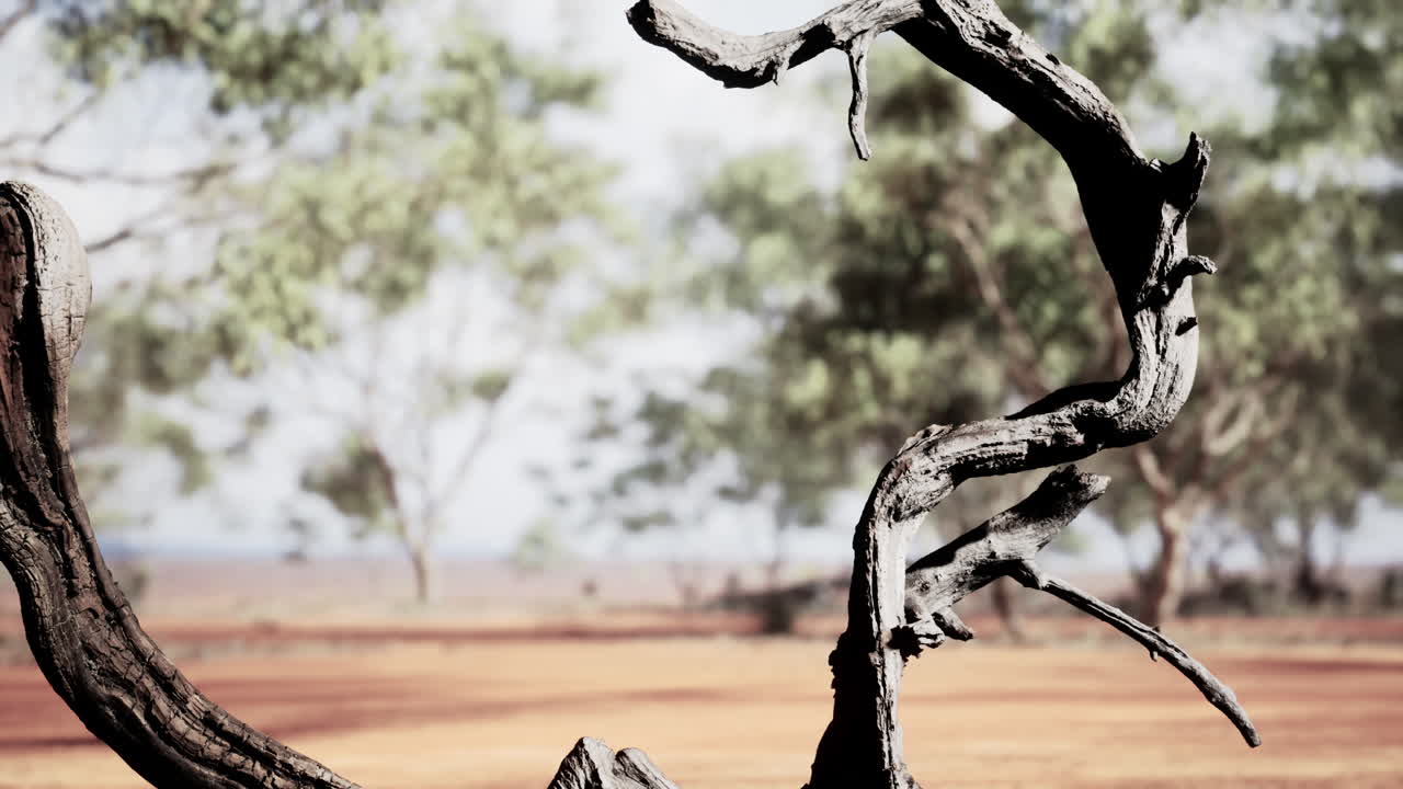 겨울에 초원과 나무의 건조한 풍경