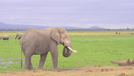 Material-De-Archivo-De-Elefante-Al-Pie-Del-Monte