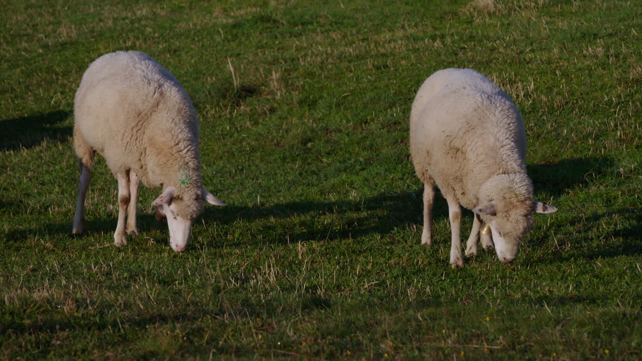 ovejas comiendo hierba en un prado