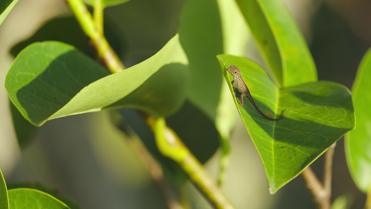Brown Anole Lizard Walking on Leaf