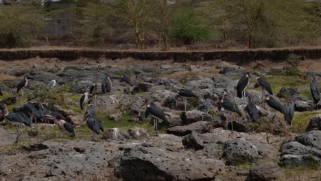 a flock of marabou storks stand quietly on the rocks