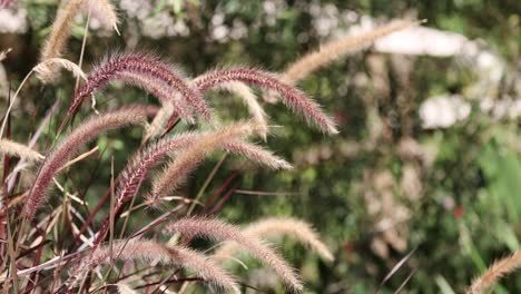 close-up of grass swaying in the breeze