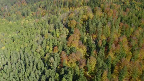 aerial shot over the rural landscape with autumn mountain forest during the fall season