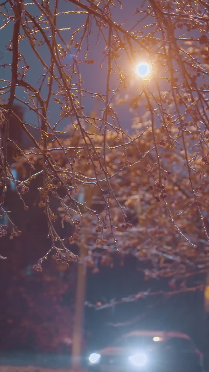 얼음으로 장식 된 나무 가지와 은 열매가 황금빛 아래 반이고, 주거 건물, 흐릿한 거리 조명, 그리고 조용한 겨울 밤에 지나가는 헤드 라이트가있는 자동차와 함께