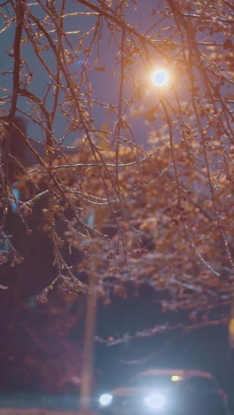 las ramas de los árboles adornadas con heladas y bayas rojas brillan bajo la luz dorada, con un edificio residencial, luces callejeras borrosas y un automóvil con faros que pasan en una serena noche de invierno