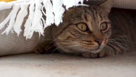 hermoso gato con grandes ojos amarillos se esconde debajo de una alfombra