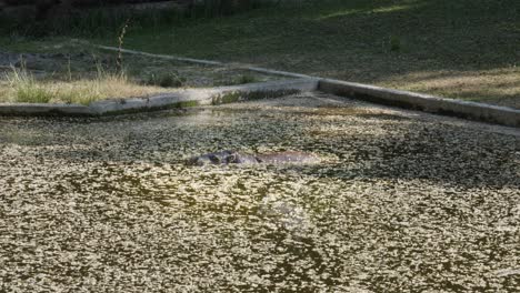 A-pygmy-hippopotamus-in-the-water,-flicking-its-ears-and-splashing-water