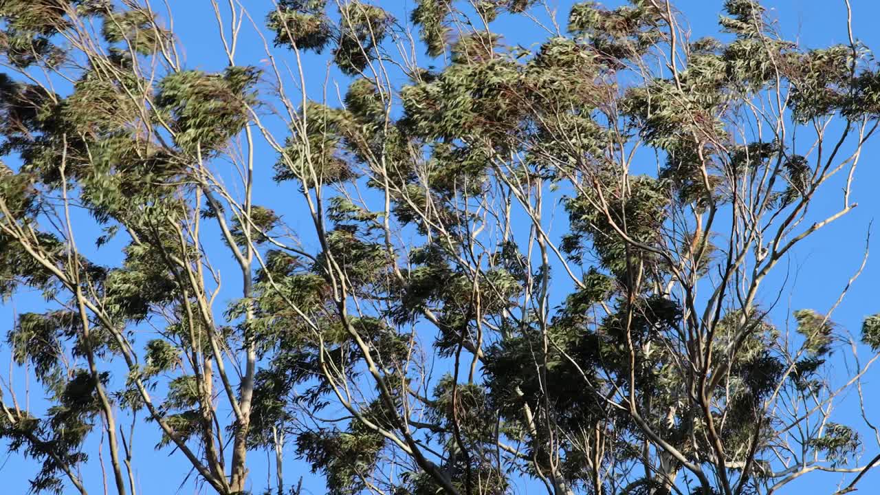 Eucalyptus trees swaying in the strong wind