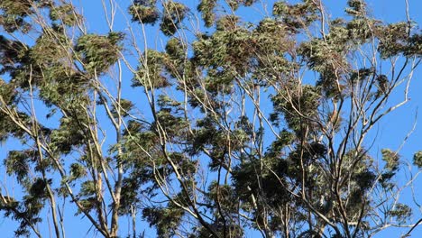 eucalyptus trees swaying in the strong wind