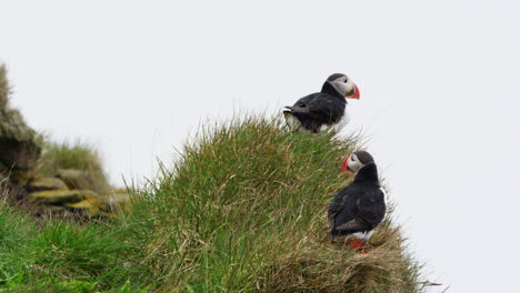 dolly out shot of two puffins nearby water