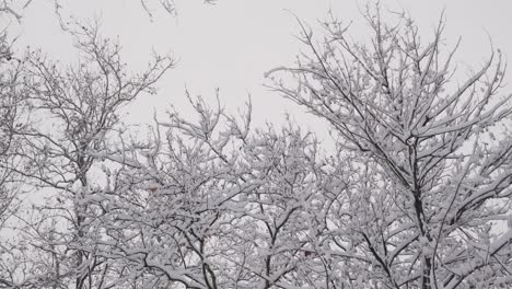 Im-Gefrorenen-Winter-Schneit-Es-über-Schneebedeckte-Äste