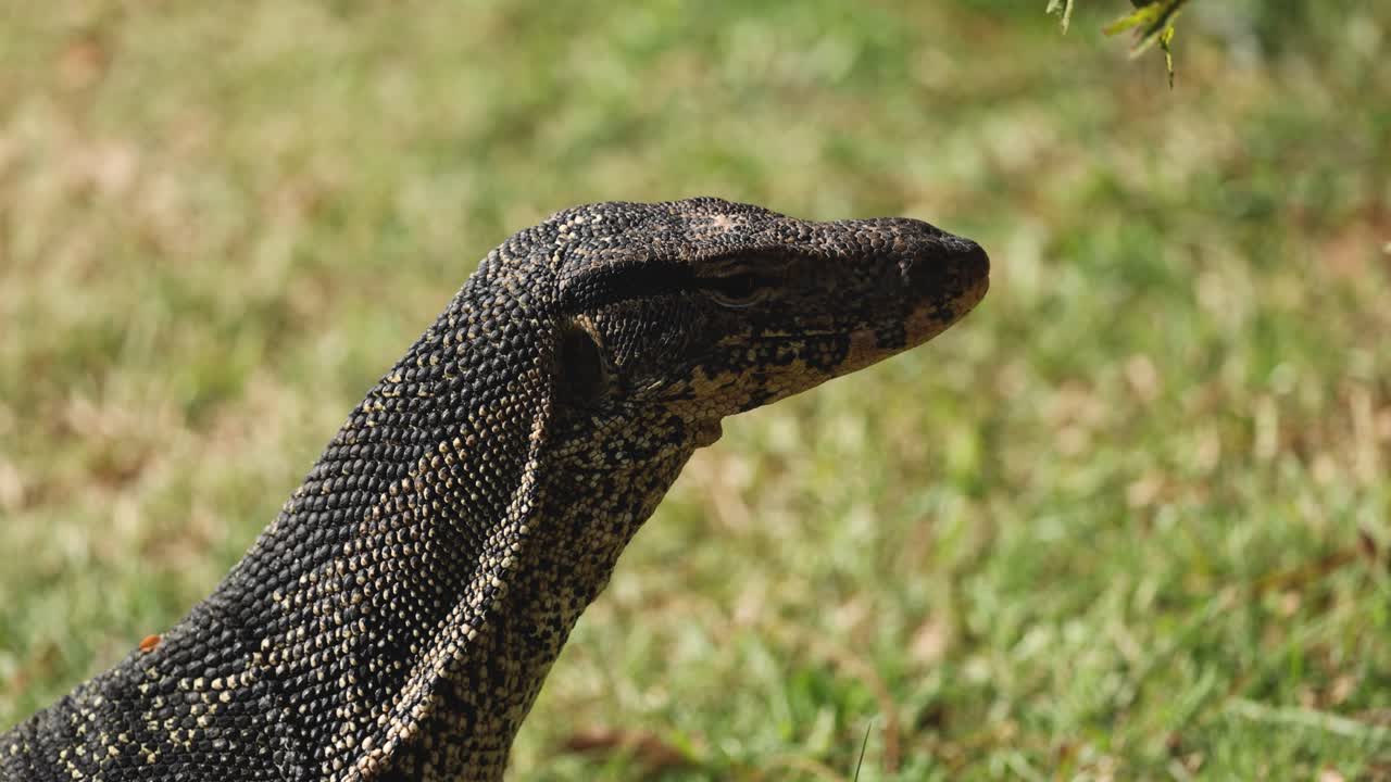 자연 서식지에서 움직이는 도마 머리를 모니터