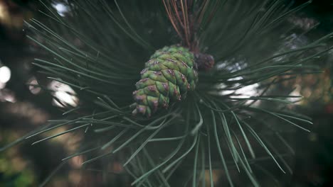 Panning-left-to-right-shot-of-a-green-pine-cone-with-a-blurry-background