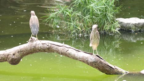 two herons resting on a branch in hong kong