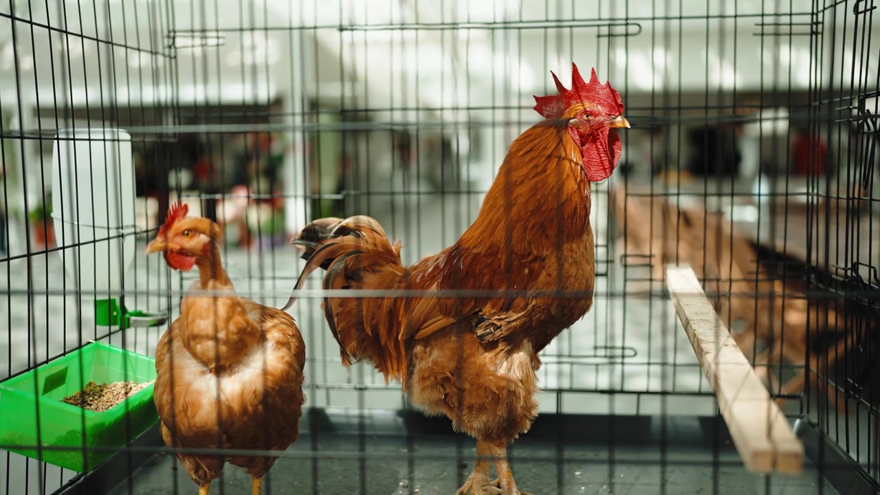 Gallo e gallina marroni in piedi all'interno di una gabbia di rete metallica in una fattoria o esposizione, con una mangiatoia verde contenente grano