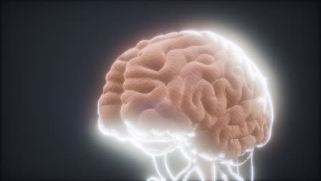 modelo animado del cerebro humano