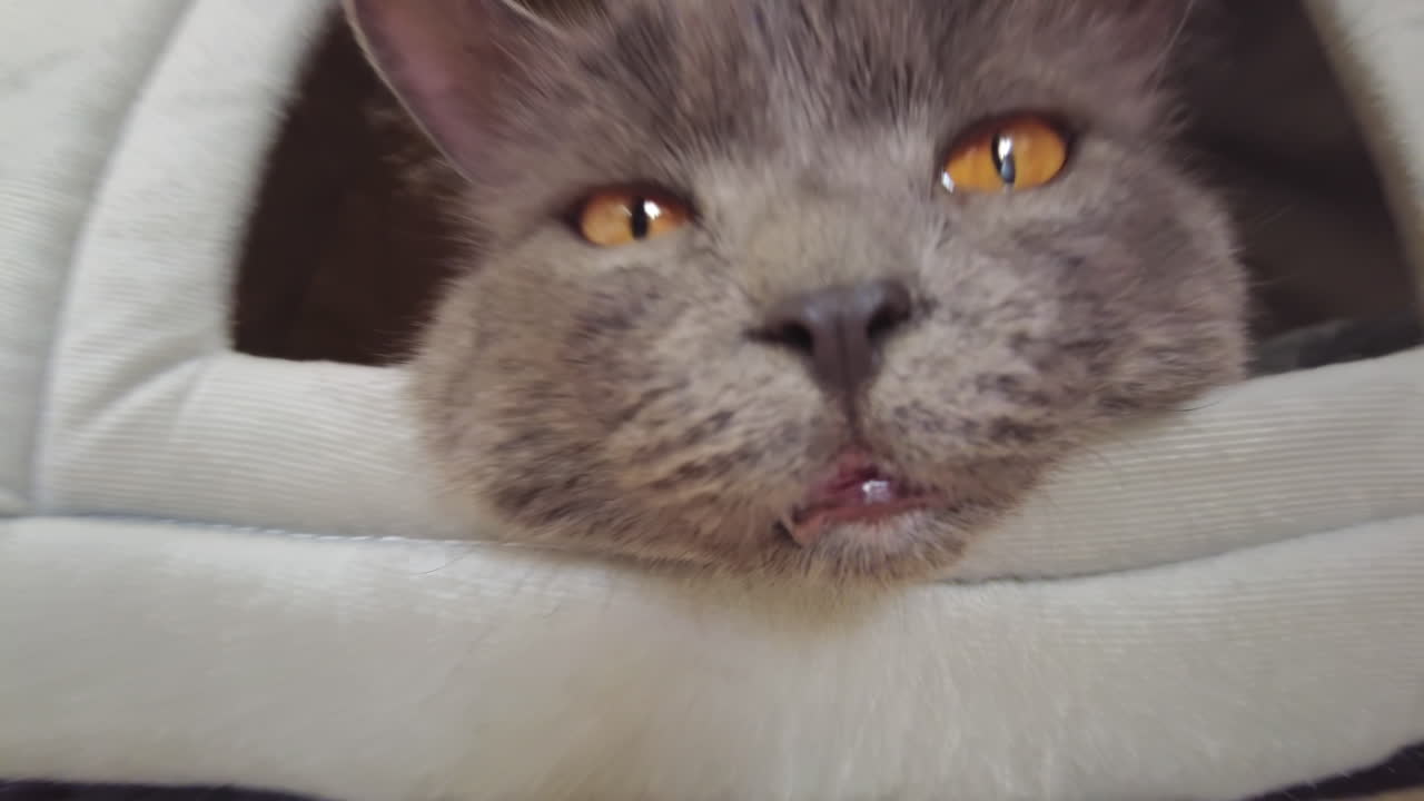 Close up of British Shorthair cat resting in it's bed