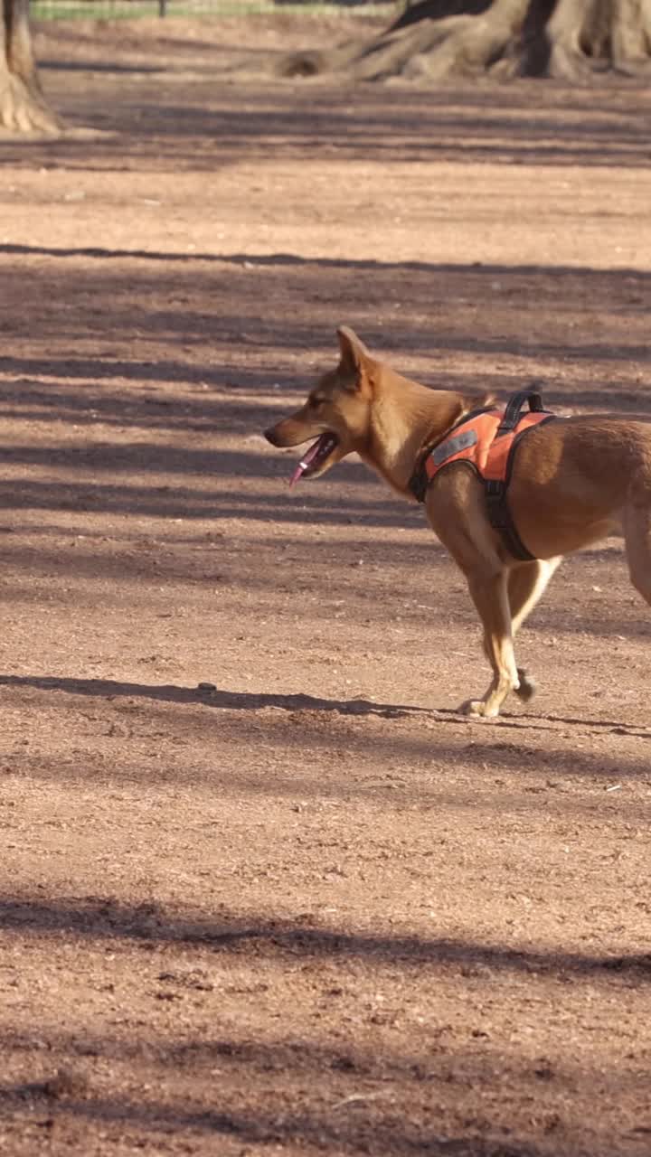 los perros juegan y socializan al aire libre.