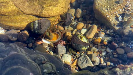 funny hermit crab eating a sea snail while pushing away competition