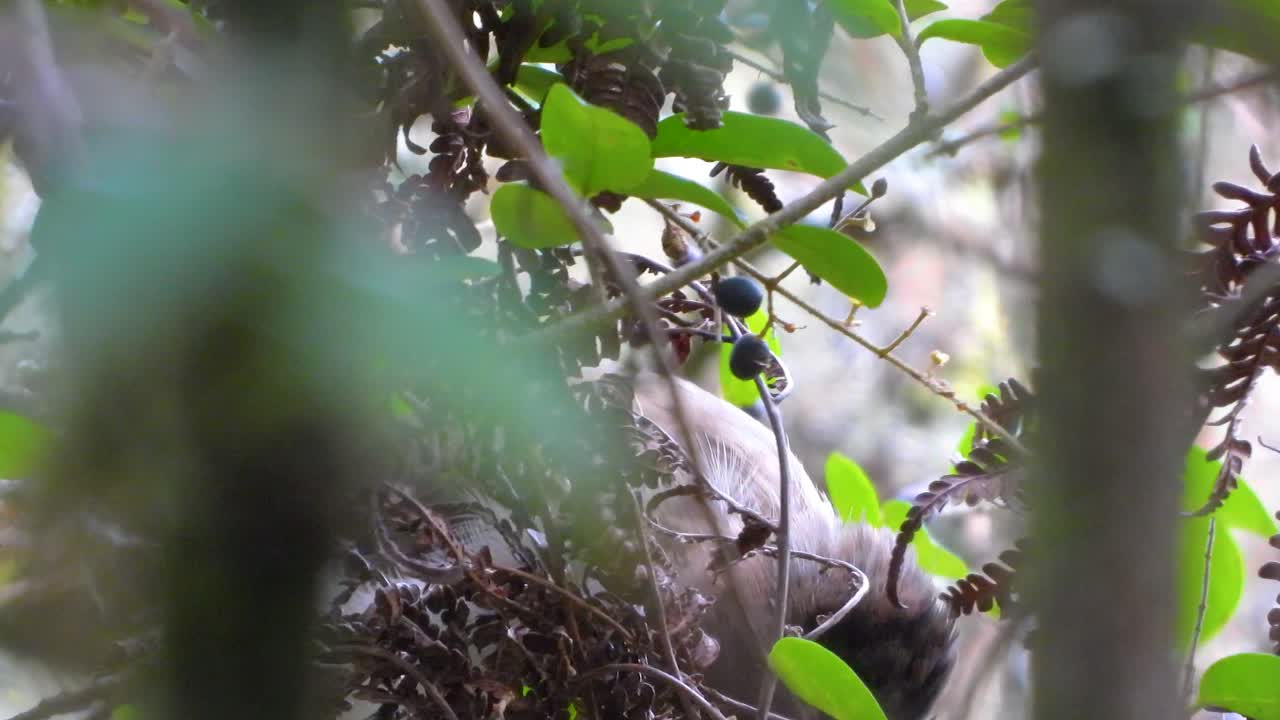 Close up of bird eating berries in Kruger National Park in South Africa during the fall