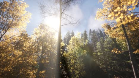 sun beams through trees