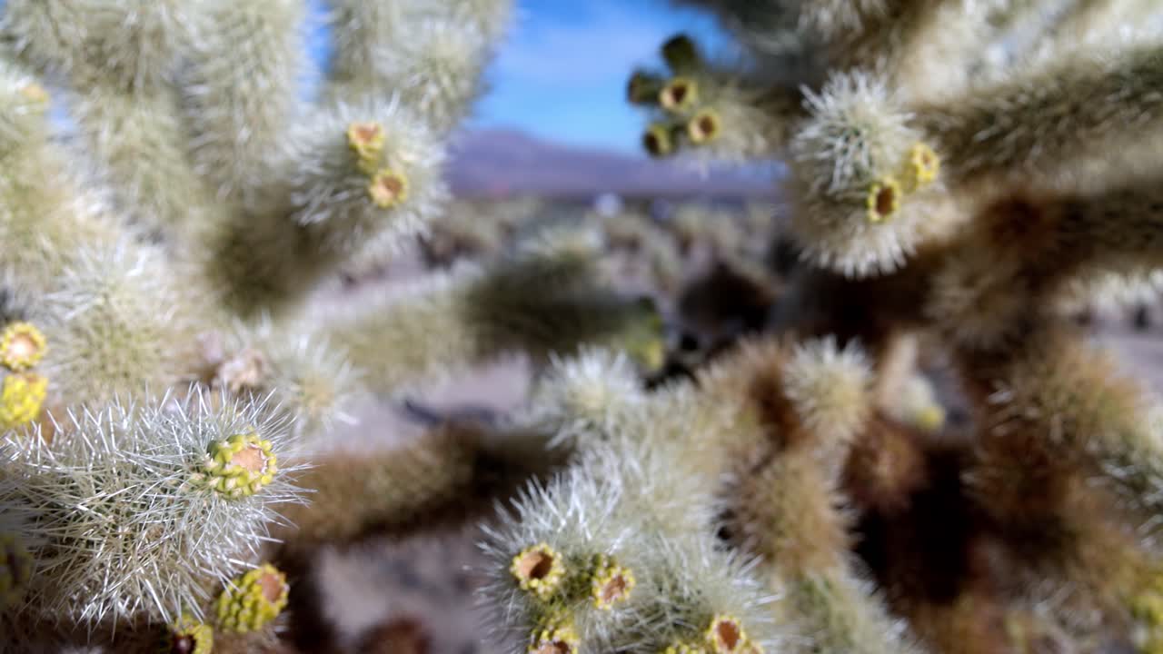 캘리포니아에 있는 조슈아 트리 국립공원 (joshua tree national park) 의 티의 근접 사진.