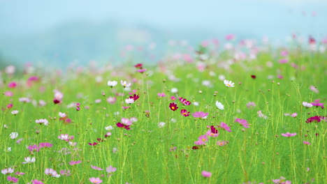 Colorful-Flowering-Cosmos-Flower-Field-in-Mountains--Idyllic-Countryside-in-South-Korea
