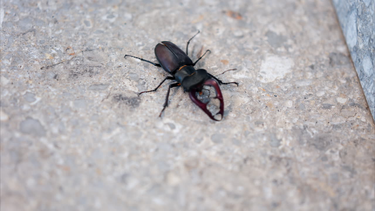 Large stag beetle crawling on pavement in daylight