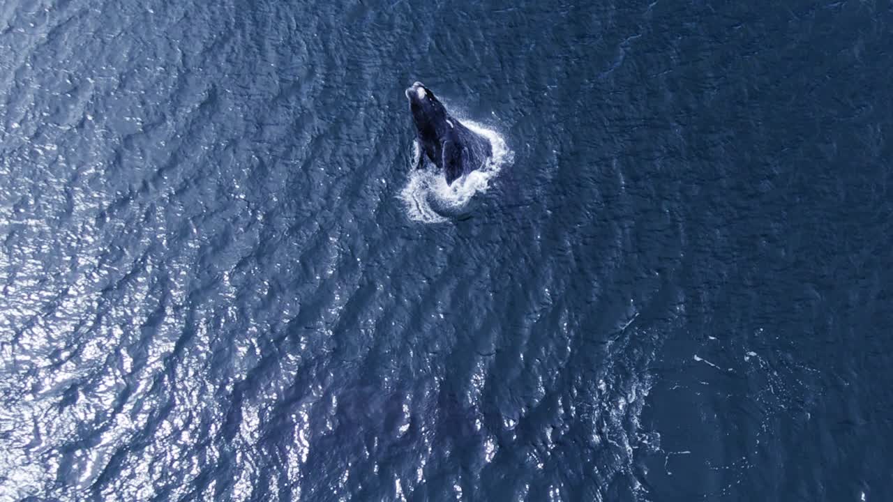 물 밖으로 점프하는 어린 고래 - 공중 하향식 보기