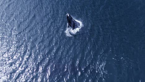 young whale jumping out of the water - aerial top down view