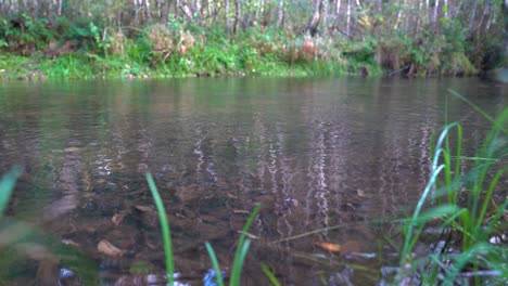 crystal clear water of shallow forest river