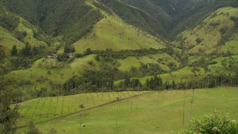 Dschungel,-Palmen-Und-Felder-Blicken-Auf-Das-Cocora-Valley