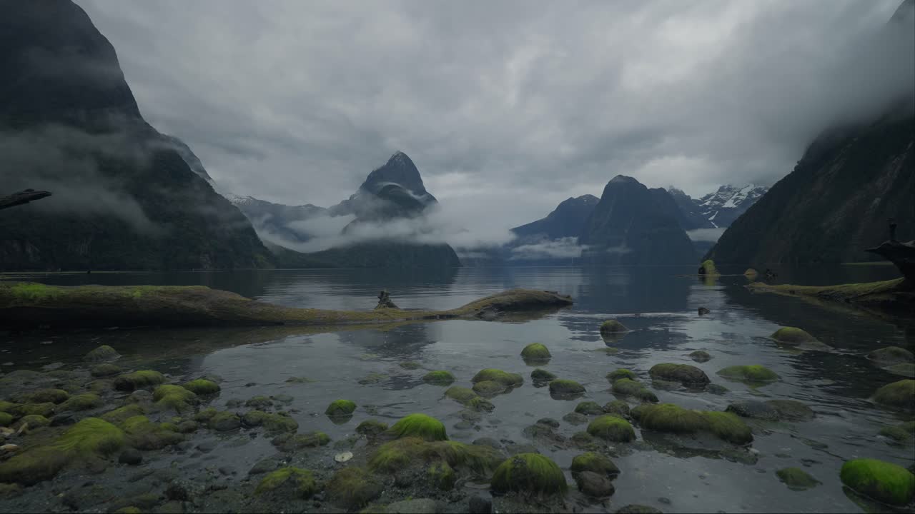 tronco de árbol muerto y rocas de algas verdes en la orilla de milford sound, día nublado