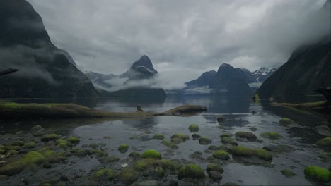 Dead-tree-trunk-and-green-algea-rocks-on-shore-of-Milford-Sound,-cloudy-day