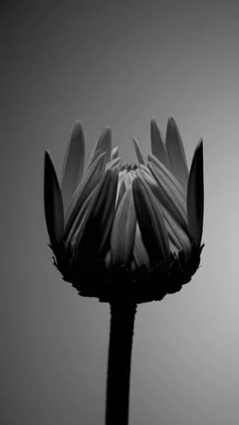close-up of a budding flower