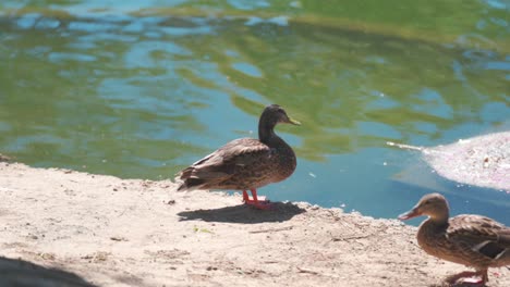 Pato-Caminando-Cerca-De-Otro-Pato-En-Un-Estanque