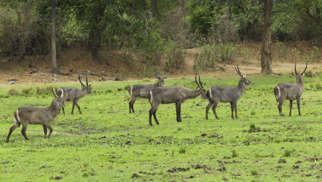 herd of six male waterbucks moving left to right over lush green african grassland