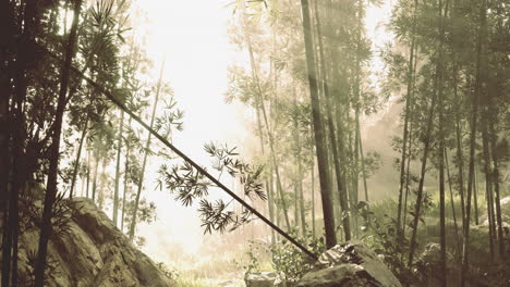 bamboo forest landscape with sunlight filtering through foliage