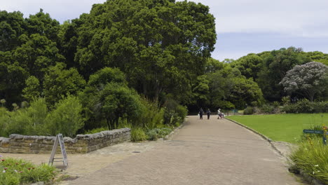 cinematic shot of a path leading to dense canopies at famous kirstenbosch national botanical garden in cape town, south africa.