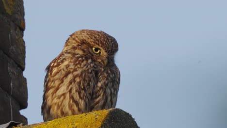 Beautiful-close-up-of-a-Little-Owl-on-a-bright-day-sitting-looking-down