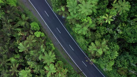 Vista-Aérea-De-Helechos-Y-Camino-Que-Desciende-Lentamente-Hacia-El-Suelo-En-Rotorua,-Nueva-Zelanda