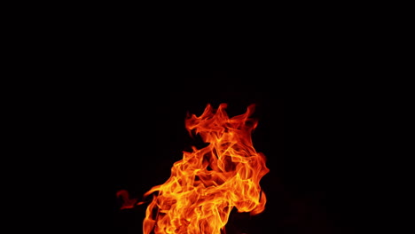tongues of campfire flames striving up into the air. top part of the bonfire isolated at black backdrop.